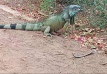 SE PERCIBE UNA IGUANA GIGANTE EN LA LAGUNA DEL NAINARI.