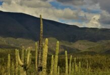 UNESCO nombra Patrimonio Mundial al Valle de Tehuacán-Cuicatlán en Oaxaca