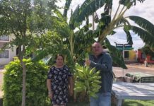 CONVIERTEN BASURERO EN HUERTO COMUNITARIO Y HERBOLARIO ❤️ LO MÁS BONITO DE HOY.