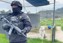 Autoridades aseguran santuario Black Jaguar-White Tiger por maltrato animal