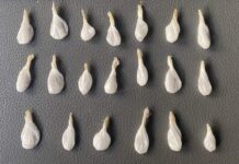 Incauta Policía Estatal más de 43 mil dosis de sustancias prohibidas en Sonora.