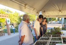 INICIA CON GRAN ÉXITO LA EXPO CACTUS Y SUCULENTAS 2024